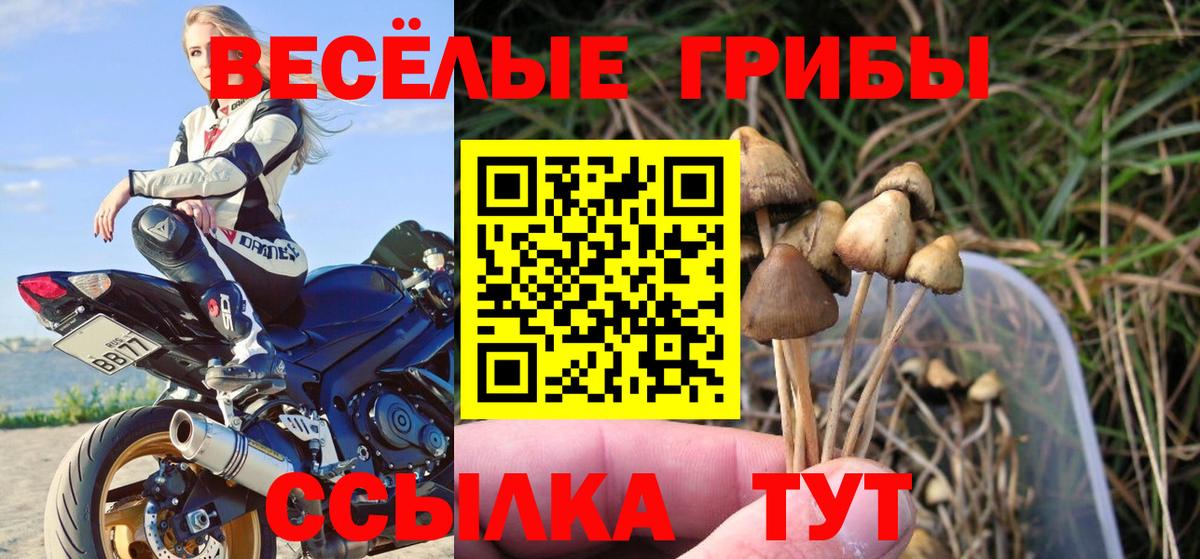 Галлюциногенные грибы Psilocybine cubensis Лангепас